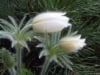 Sasanka Zwyczajna Pinwheel White - Biała z żółtym środkiem Pulsatilla vulgaris 'Pinwheel White' 2