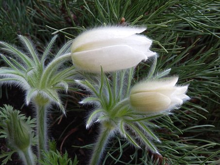 Sasanka Zwyczajna Pinwheel White - Biała z żółtym środkiem Pulsatilla vulgaris 'Pinwheel White' 2