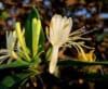 Wiciokrzew japoński - Piękne kwiaty Lonicera japonica 8
