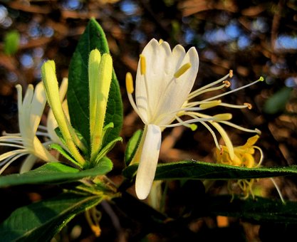 Wiciokrzew japoński - Piękne kwiaty Lonicera japonica 8