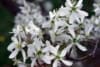Świdośliwa SLEYT - WCZESNA Amelanchier Sleyt 6
