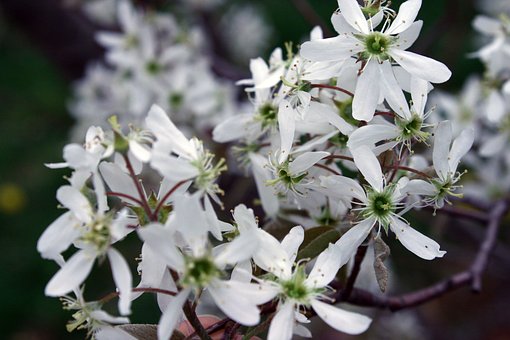 Świdośliwa SLEYT - WCZESNA Amelanchier Sleyt 6