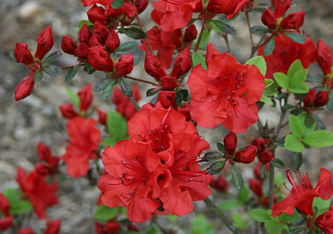 Azalia FEUERKOPFCHEN - czerwona Azalea Feuerkopfen 7