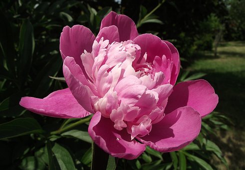 Piwonia chińska KARL ROSENFIELD - różowa Paeonia lactiflora 'KARL ROSENFIELD' 6