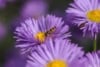 Aster krzaczasty Dunkle Schöne - fioletowy i niski Aster dumosum 'Dunke schone' 6