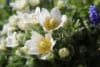 Sasanka Zwyczajna Pinwheel White - Biała z żółtym środkiem Pulsatilla vulgaris 'Pinwheel White' 4