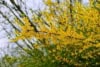 Forsycja MINIGOLD - idealna na żywopłot Forsythia × intermedia 'Minigold' 5