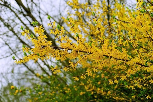 Forsycja MINIGOLD - idealna na żywopłot Forsythia × intermedia 'Minigold' 5