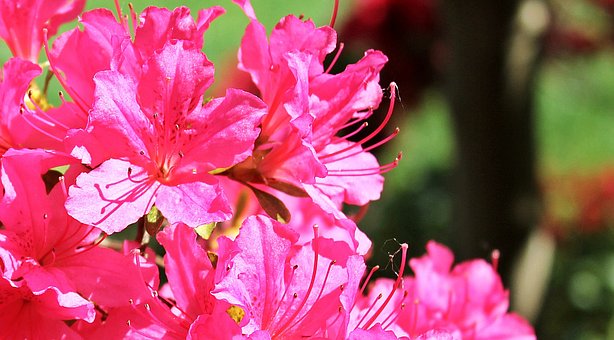 Azalia japońska Canzonetta - intensywny róż Azalea japonica 'Canzonetta' 4
