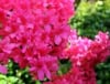 Azalia japońska Canzonetta - intensywny róż Azalea japonica 'Canzonetta' 3