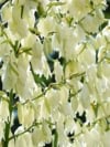 Jukka karolińska - krępla Yucca filamentosa 6