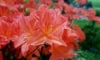 Azalia wielkokwiatowa Feuerwek - czerwona Azalea 'Feuerwerk' 3