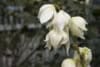Jukka karolińska - wieloletnia sadzonka C5 Yucca filamentosa C5 2