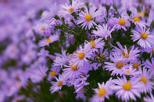 Aster krzaczasty Dunkle Schöne - fioletowy i niski Aster dumosum 'Dunke schone' 5