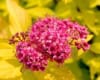 Tawuła szara GERLVE'S RAINBOW - Różowe kwiaty kolorowe liście Spiraea x cinerea 'GERLVE'S RAINBOW' 6