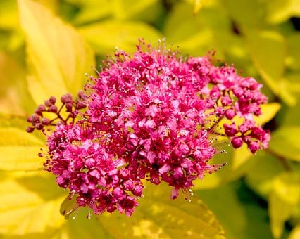 Tawuła szara GERLVE'S RAINBOW - Różowe kwiaty kolorowe liście Spiraea x cinerea 'GERLVE'S RAINBOW' 6