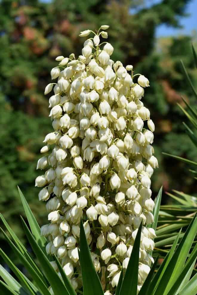 Jukka karolińska - krępla Yucca filamentosa 5