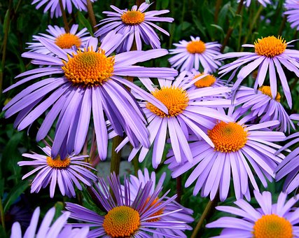 Aster krzaczasty Dunkle Schöne - fioletowy i niski Aster dumosum 'Dunke schone' 3