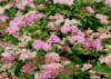 Tawuła szara GERLVE'S RAINBOW - Różowe kwiaty kolorowe liście Spiraea x cinerea 'GERLVE'S RAINBOW' 5