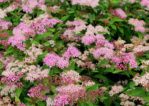 Tawuła szara GERLVE'S RAINBOW - Różowe kwiaty kolorowe liście Spiraea x cinerea 'GERLVE'S RAINBOW' 5