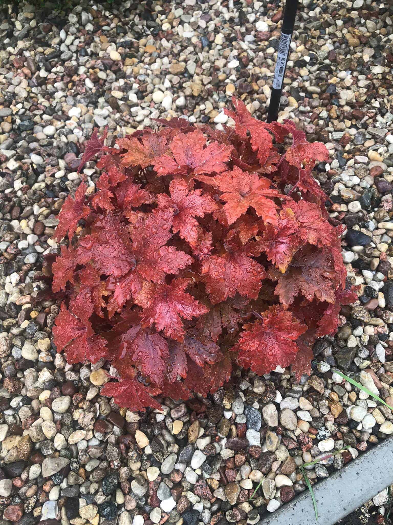 Żurawka Heuchera Forever Red - ognisto czerowna Heuchera 'Forever Red' 1
