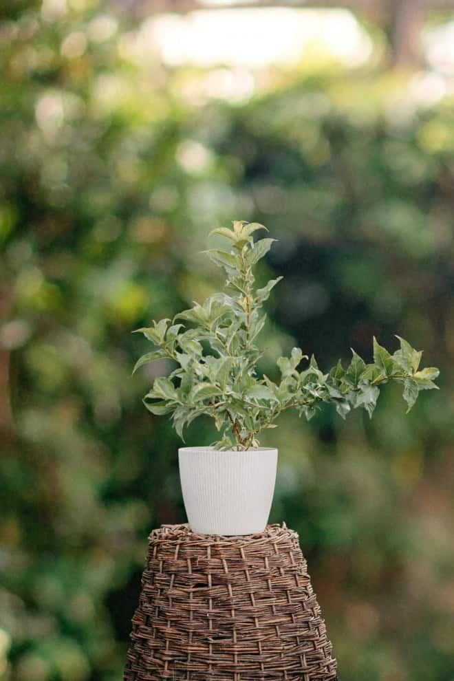 Forsycja pośrednia Tharandt- duże żółte kwiaty Forsythia Tharandt 2