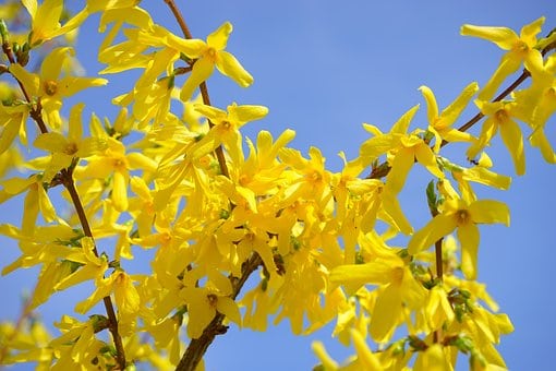 Forsycja Maluch- Miniaturowa do ogrodu i donic Forsythia × intermedia 'Maluch' 6