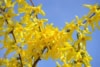 Forsycja MINIGOLD - idealna na żywopłot Forsythia × intermedia 'Minigold' 6