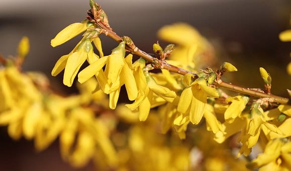 Forsycja Maluch- Miniaturowa do ogrodu i donic Forsythia × intermedia 'Maluch' 3