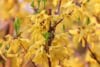 Forsycja Maluch- Miniaturowa do ogrodu i donic Forsythia × intermedia 'Maluch' 9
