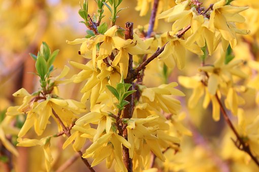 Forsycja Maluch- Miniaturowa do ogrodu i donic Forsythia × intermedia 'Maluch' 9