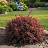 Berberys Thunberga Atropurpurea Nana Berberis Thunbergii 'Atropurpurea Nana' 1