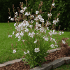 Gaura Lindheimera - zestaw 7 sadzonek, idealny do ogrodu, kwitnąca roślina ozdobna, łatwa w uprawie,.