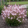 Gaura Lindheimera - różowe kwiaty w ogrodzie.