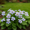 Fiołek motylkowy Freckles Viola sororia 'Dark Freckles' 3