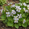 Fiołek motylkowy Freckles Viola sororia 'Dark Freckles' 4