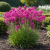 Firletka smółka Splendens Feuer Lychnis 'Splendes Feuer' 3