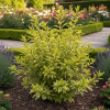 Forsycja pośrednia Variegata Forsythia × intermedia 'Variegata' 1
