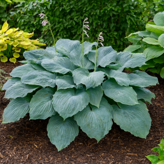 Funkia Diamond Lake Hosta sieboldiana Diamond Lake 1