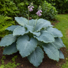 Funkia Diamond Lake Hosta sieboldiana Diamond Lake 3