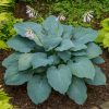 Funkia Diamond Lake Hosta sieboldiana Diamond Lake 4
