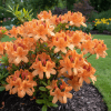 Azalia Wielkokwiatowa Apricot Azalea "Apricot' 1