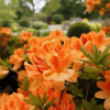 Azalia Wielkokwiatowa Apricot Azalea "Apricot' 4