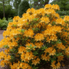 Azalia wielkokwiatowa Klondyke Azalea 'Klondyke' 3
