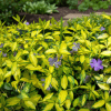 Barwinek pospolity Illumination Vinca minor 'Ilumination 1