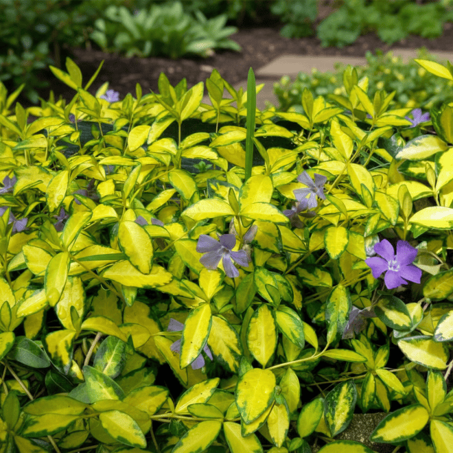 Barwinek pospolity Illumination Vinca minor 'Ilumination 1
