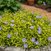 Barwinek pospolity Illumination Vinca minor 'Ilumination 3