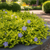 Barwinek pospolity Illumination Vinca minor 'Ilumination 4