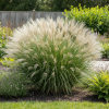 Miskant Chiński Silberspinne P9 Miscanthus sinensis ' Silberspinne' P9 1