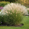 Miskant Chiński Silberspinne P9 Miscanthus sinensis ' Silberspinne' P9 3